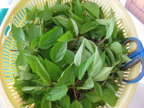 [HCM]Hạt Giống Rau Đay Đỏ - Gói 20gr