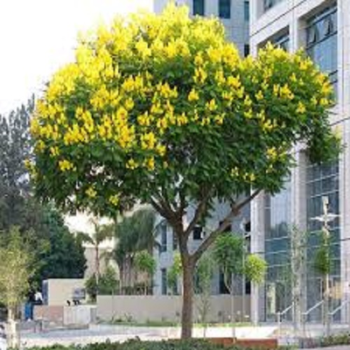 CÂY GIỐNG MUỒNG LÁ LẠC (muồng hoa vàng)