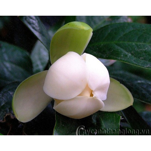 CÂY HOA HẢI ĐƯỜNG TRẮNG CÂY NhỠ