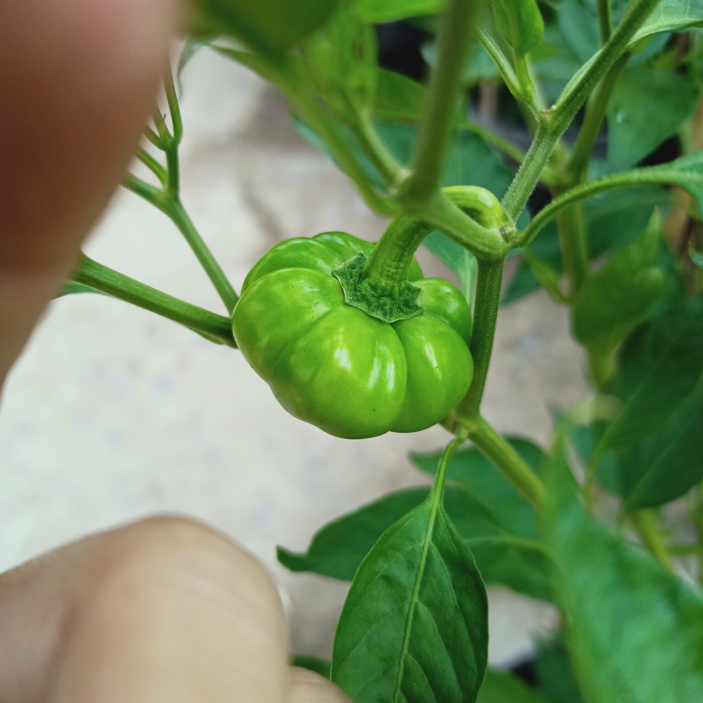 Hạt ớt bí ngô Thái Lan (gói 30 hạt)