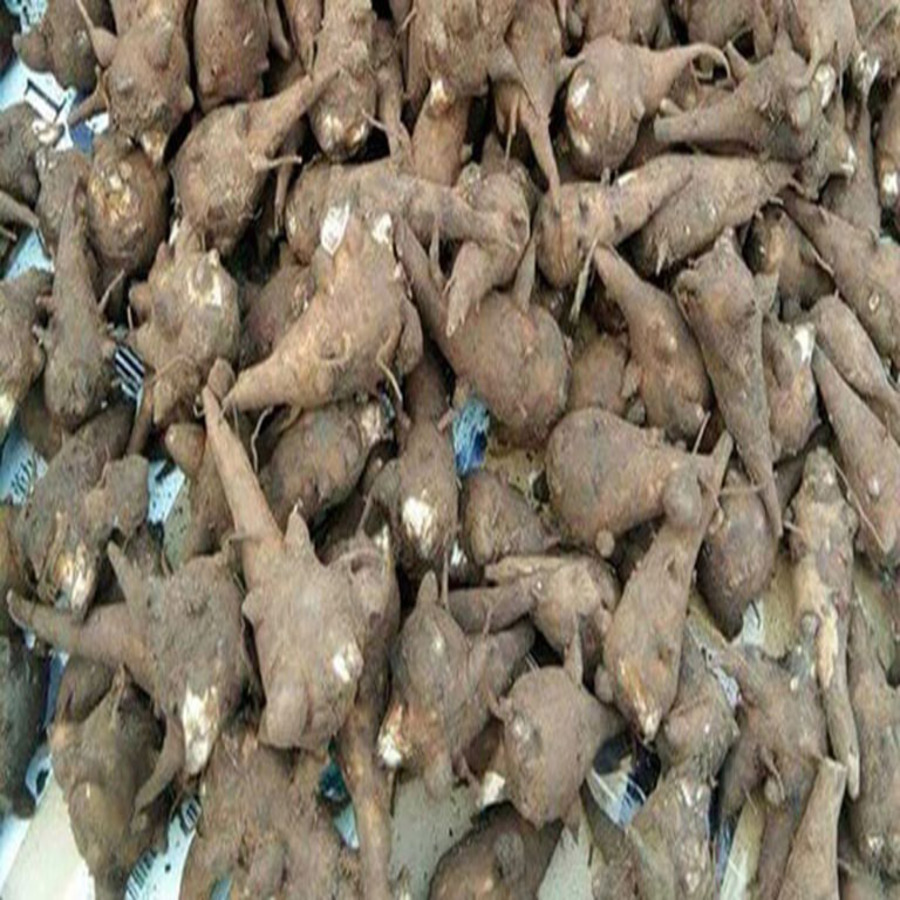 Củ Gấu (Cỏ Gấu, Hương Phụ) Khô 1KG MỚI