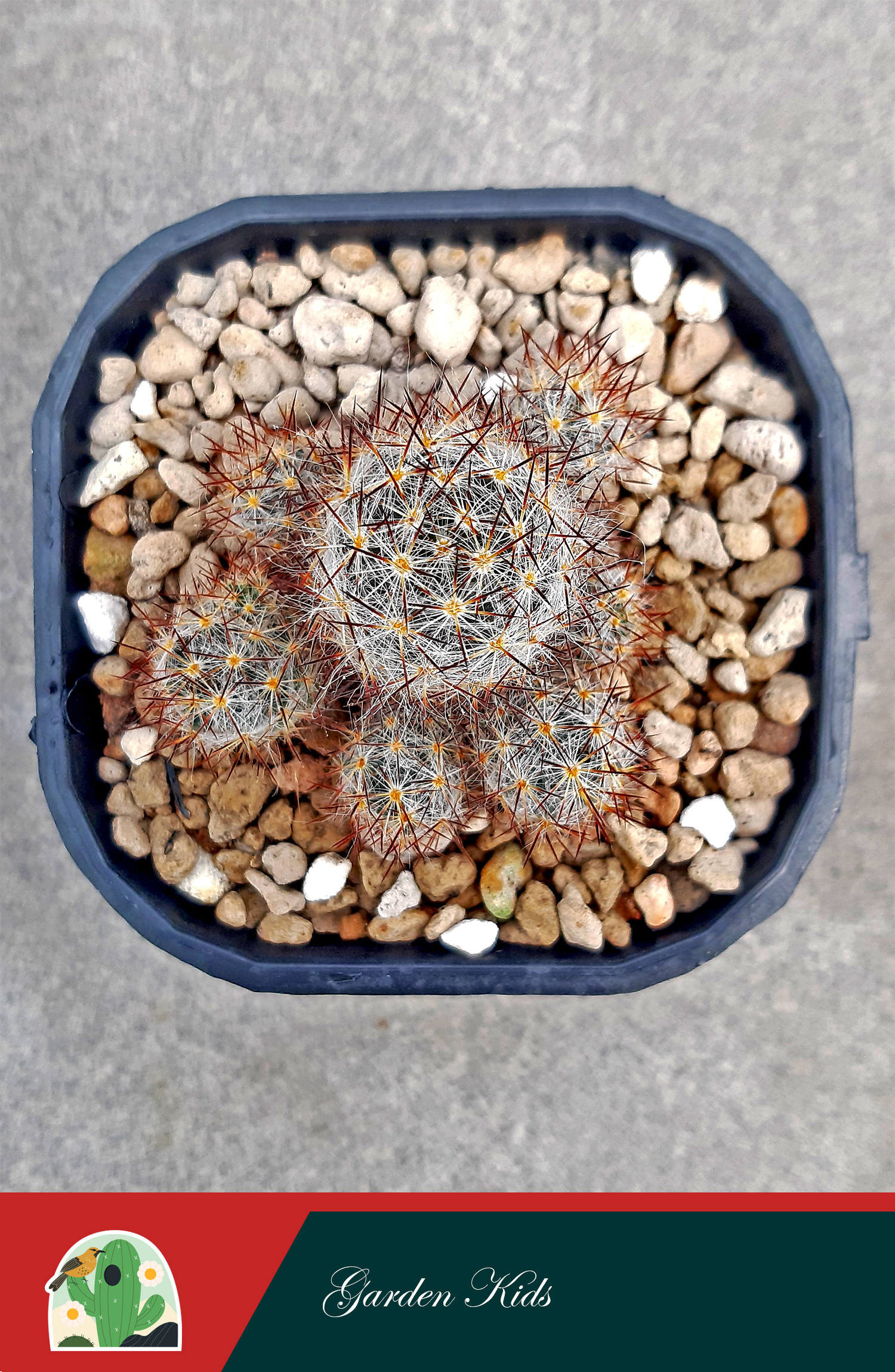 Xương rồng nhện nâu (Mammillaria Prolifera)