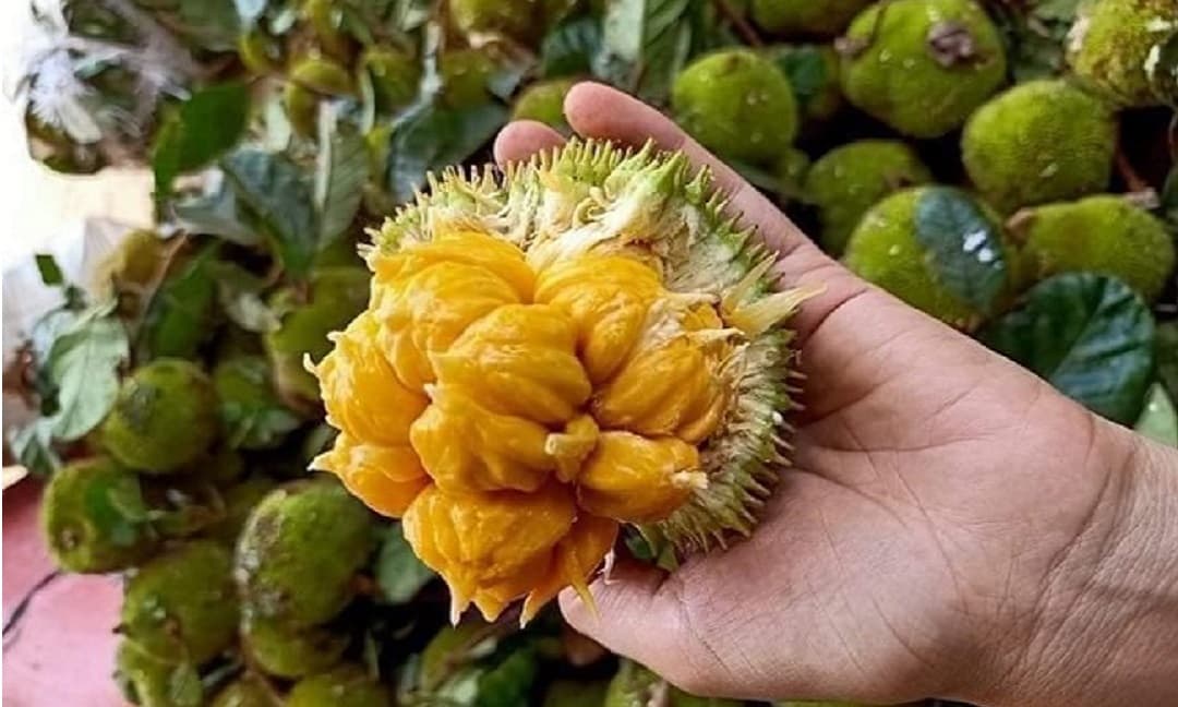 CÂY GIỐNG MÍT SIÊU TRÁI ẤN ĐỘ [CÂY GHÉP TRƯỞNG THÀNH]