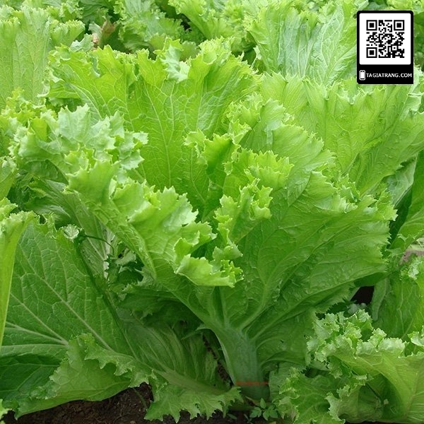 1KG Hạt giống rau cải bẹ mào gà