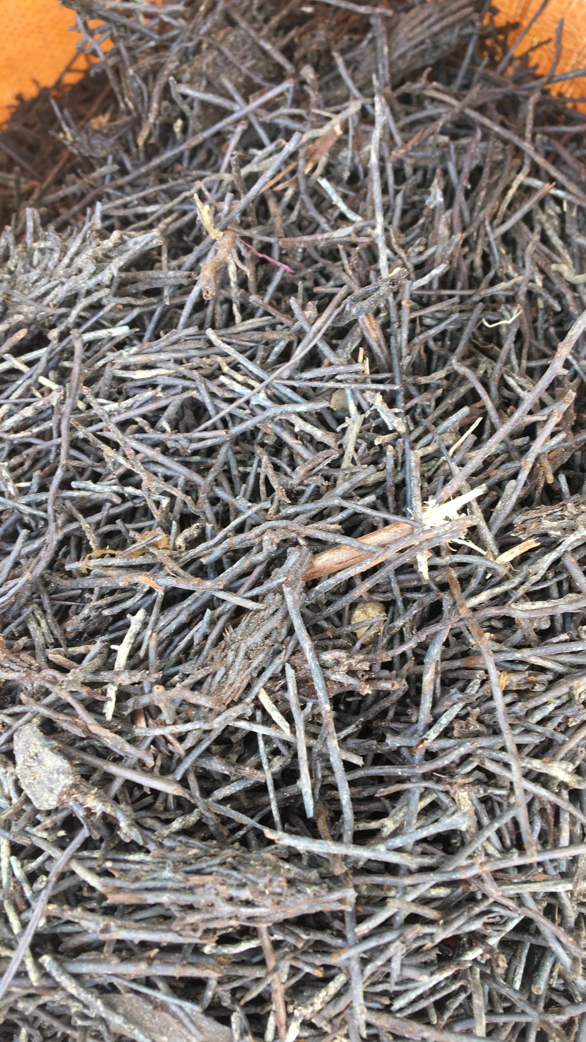 Dớn cọng 0.5kg
