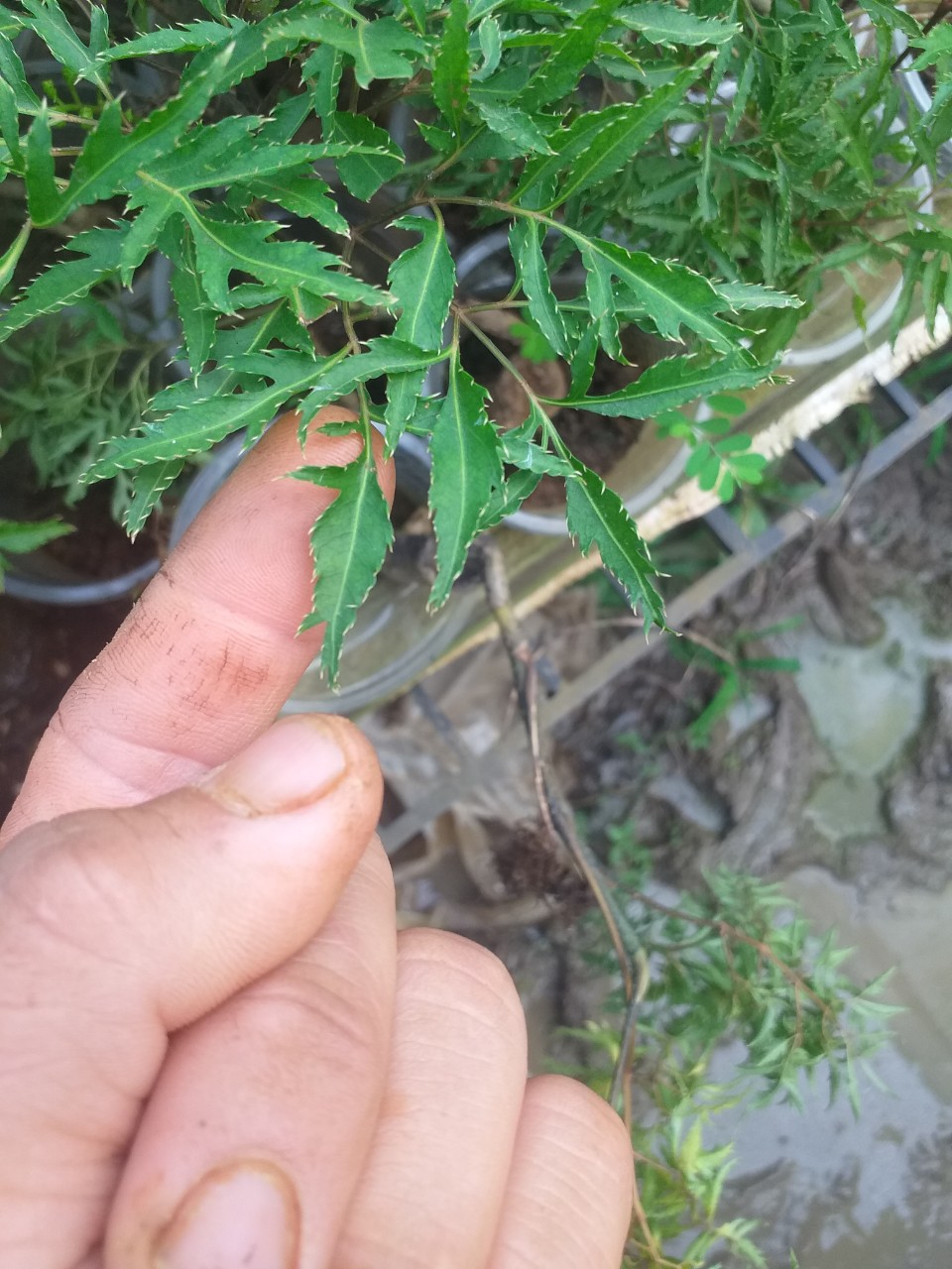 Cây giống Sâm Đinh Lăng loại lá nếp