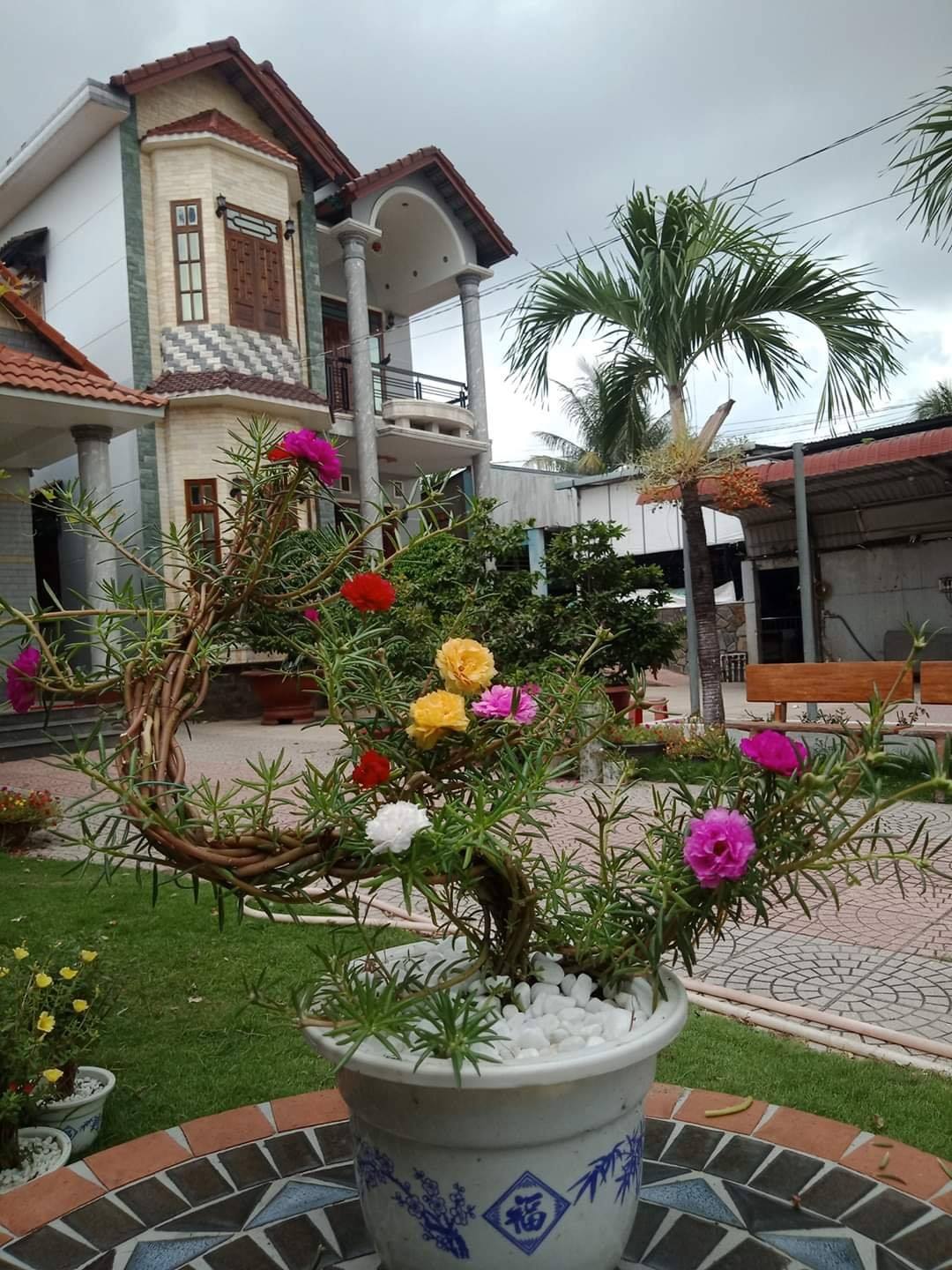 Hạt giống hoa mười giờ