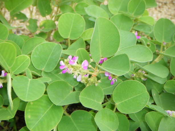 Bột kim tiền thảo nguyên chất 100g