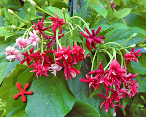 Dây sử quân tử, trang leo cho hoa thơm - Quisqualis indica L.