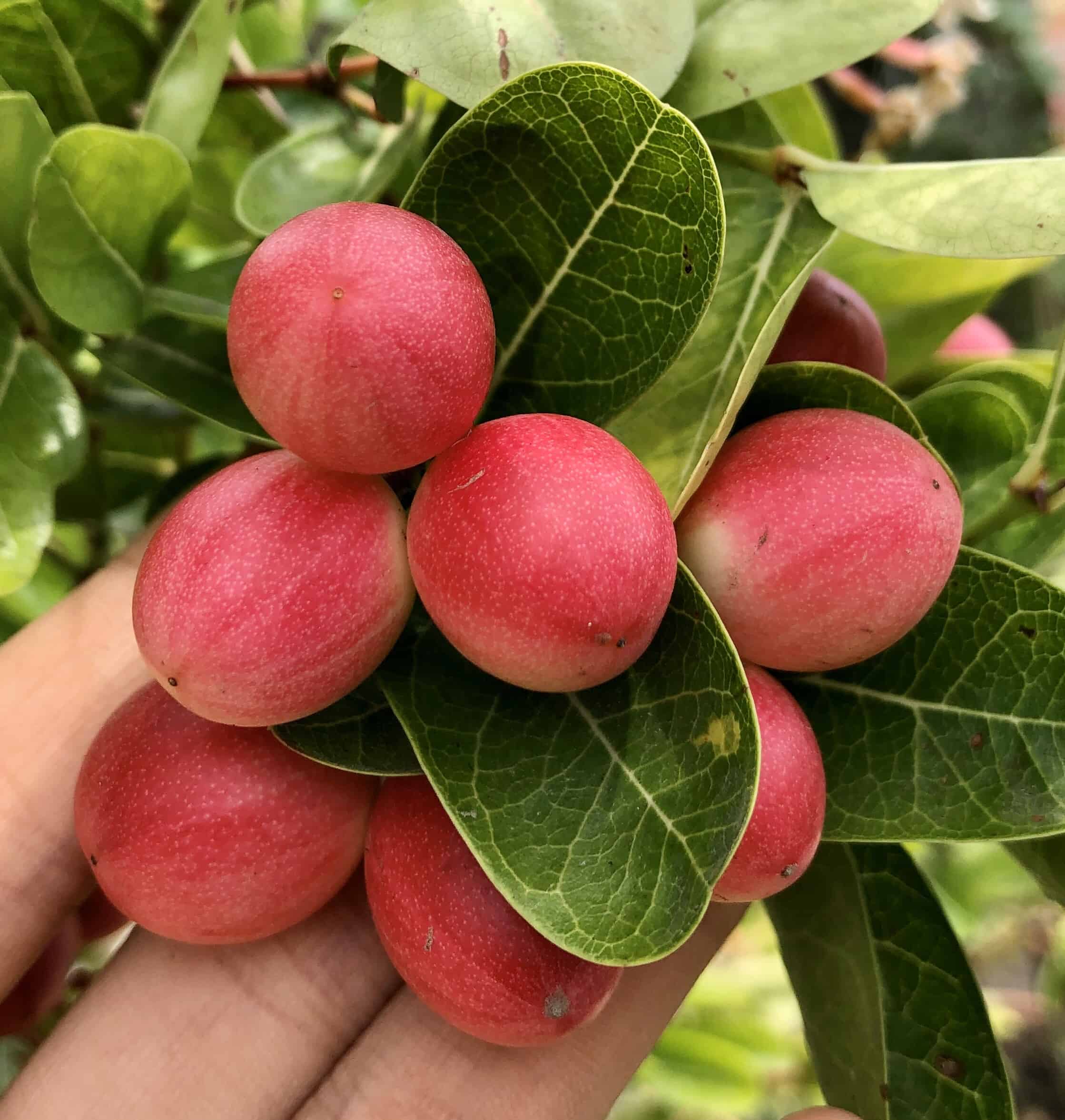 Chậu cây Siro cây trưởng thành sắp hoa - Carissa carandas - giao cây cao 40-45cm