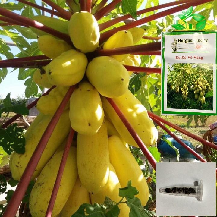Hạt giống đu đủ da vàng gói 5 hạt xuất xứ Đài Loan