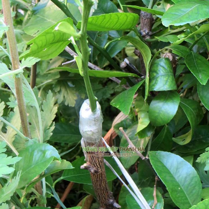 Băng ghép cây nilon tự hủy khổ 8cm