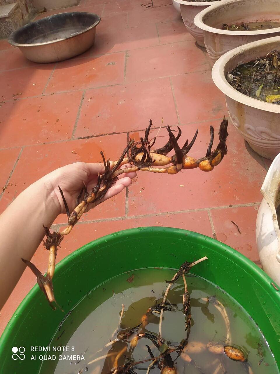 Củ sen táo vàng ra hoa sau 45 ngày