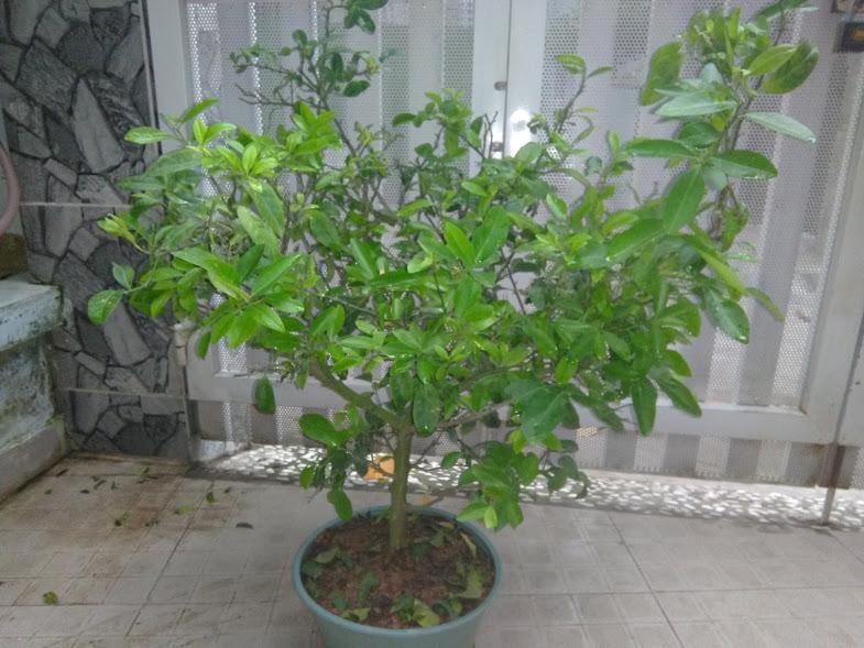 Cây chanh tứ quý