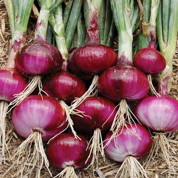 Hạt Giống Hành Tây Đỏ (2gr)