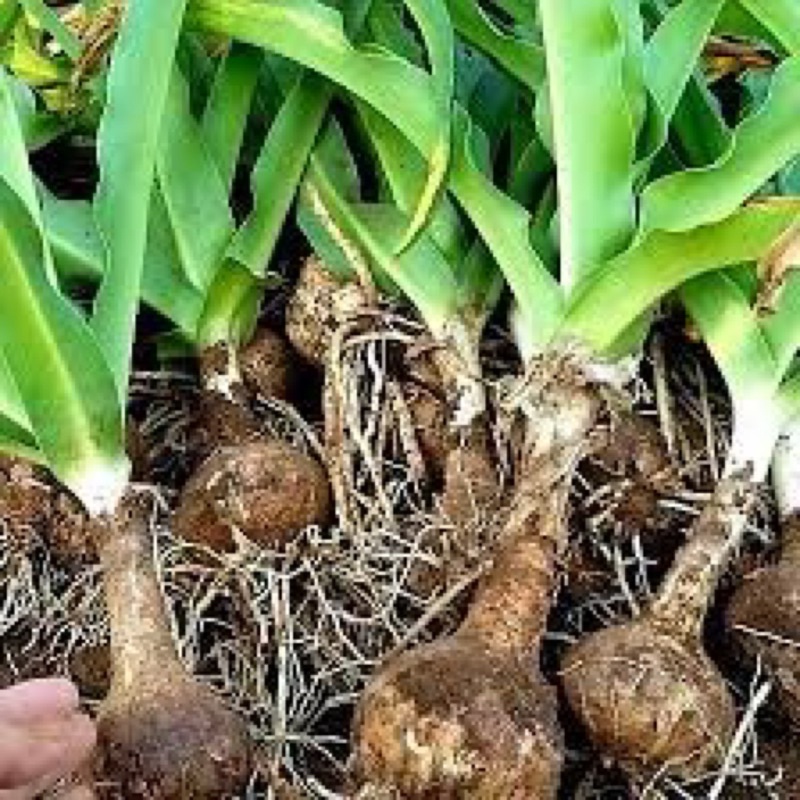 Củ trinh nữ hoàng cung 1 củ lớn làm giống