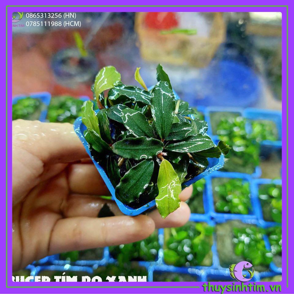 Bucep Tím - Cây Thủy Sinh Giá Thể