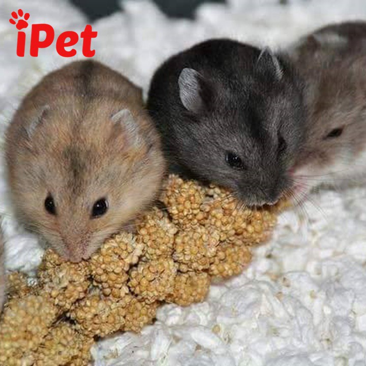 Kê Sợi Ngắn cho Hamster 2 sợi