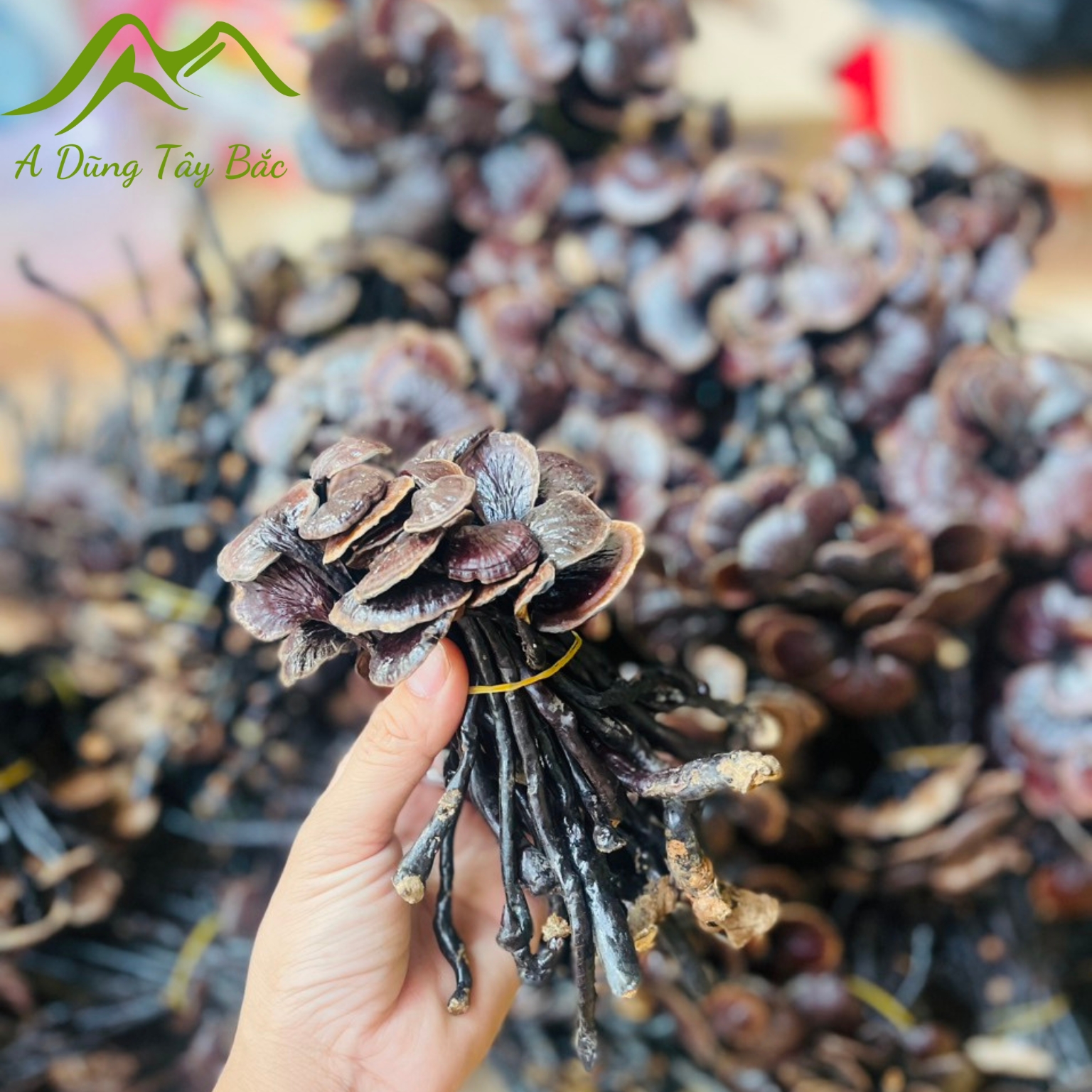 Nấm linh chi cổ cò rừng tự nhiên Tây Bắc, Việt Nam. Dược liệu nám linh chi đỏ, linh chi sừng hươu, nấm lim xanh