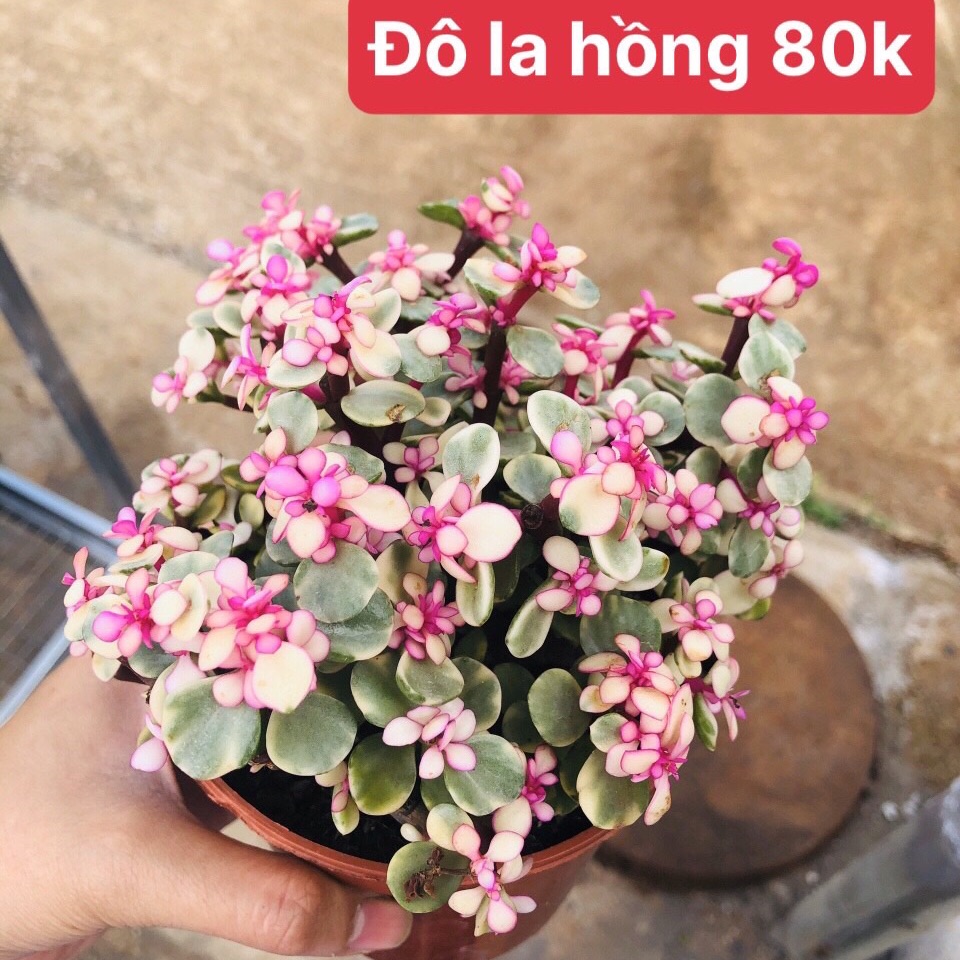 Sen đá đôla hồng