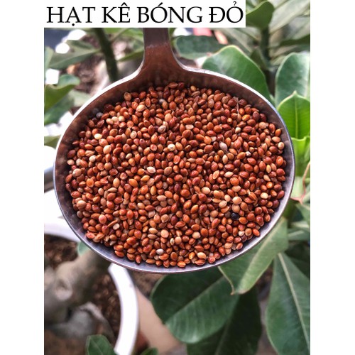 1kg hạt kê thực phẩm cho chim