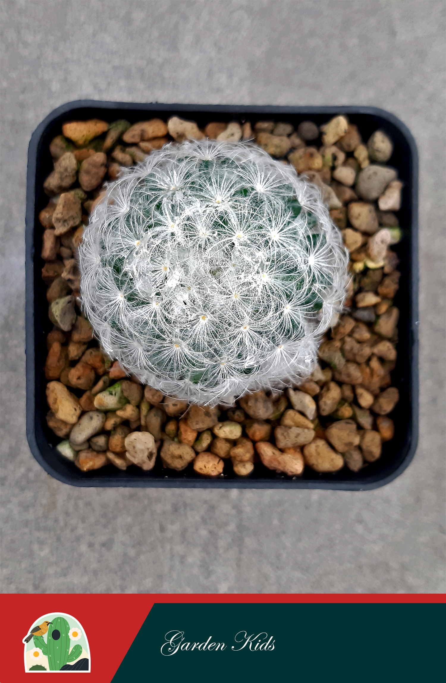 Xương rồng bông gòn trắng (Mammillaria Plumosa)