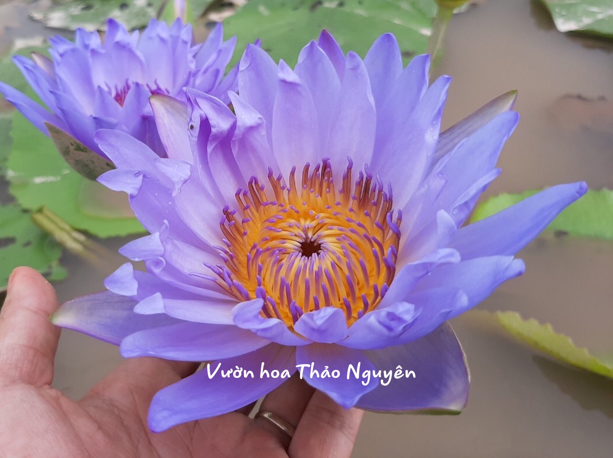[RẺ VÔ ĐỊCH] Cây hoa súng Thái Lan màu tím xanh Đ-08