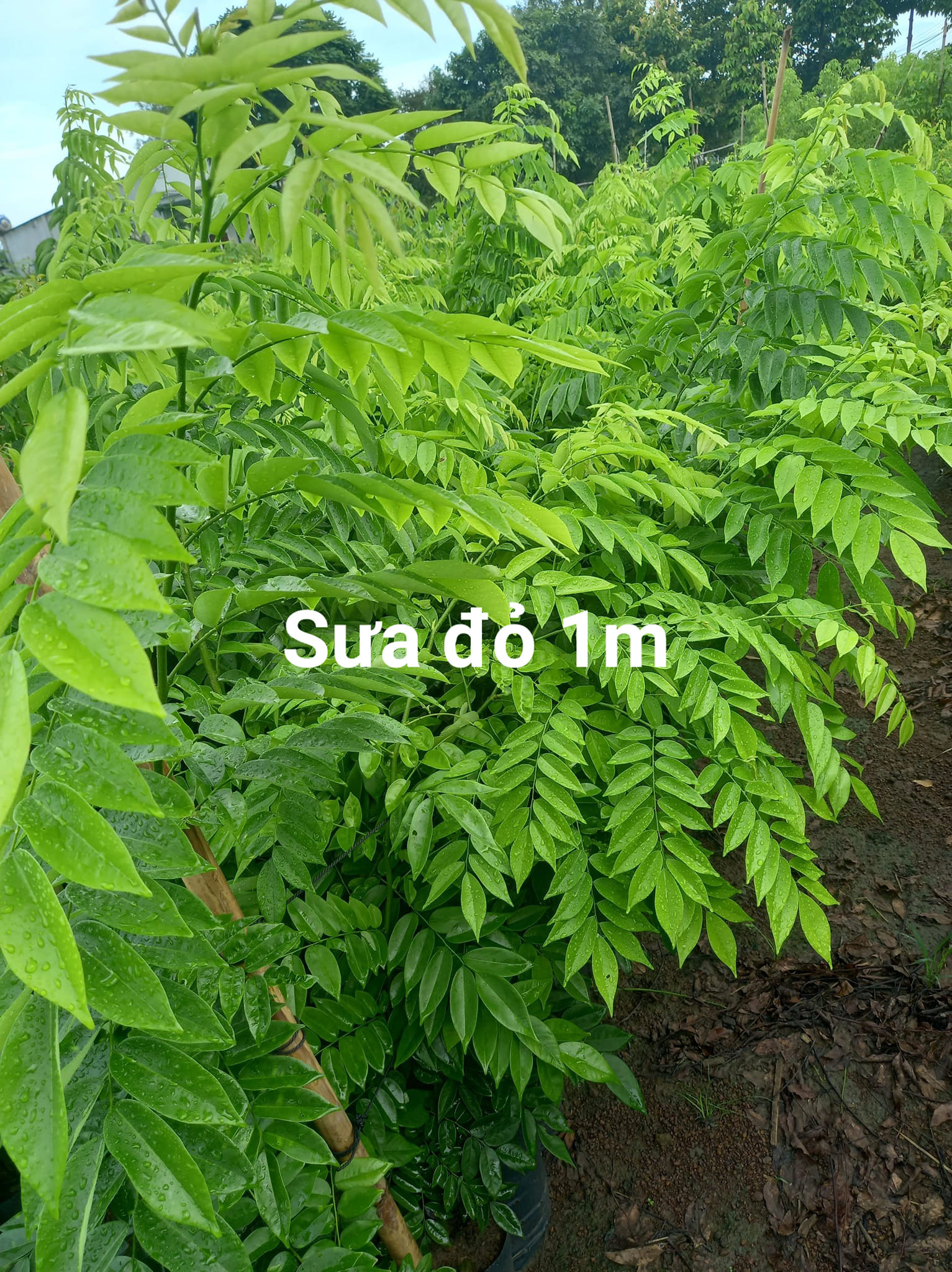200 gram hạt giống sưa đỏ, huỳnh đàn
