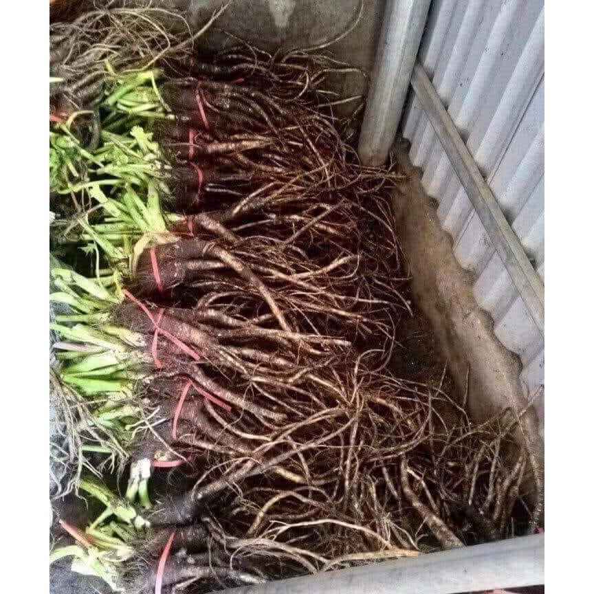 1kg sâm quy tươi sâm đá