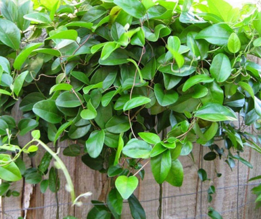 cây giống sương sâm