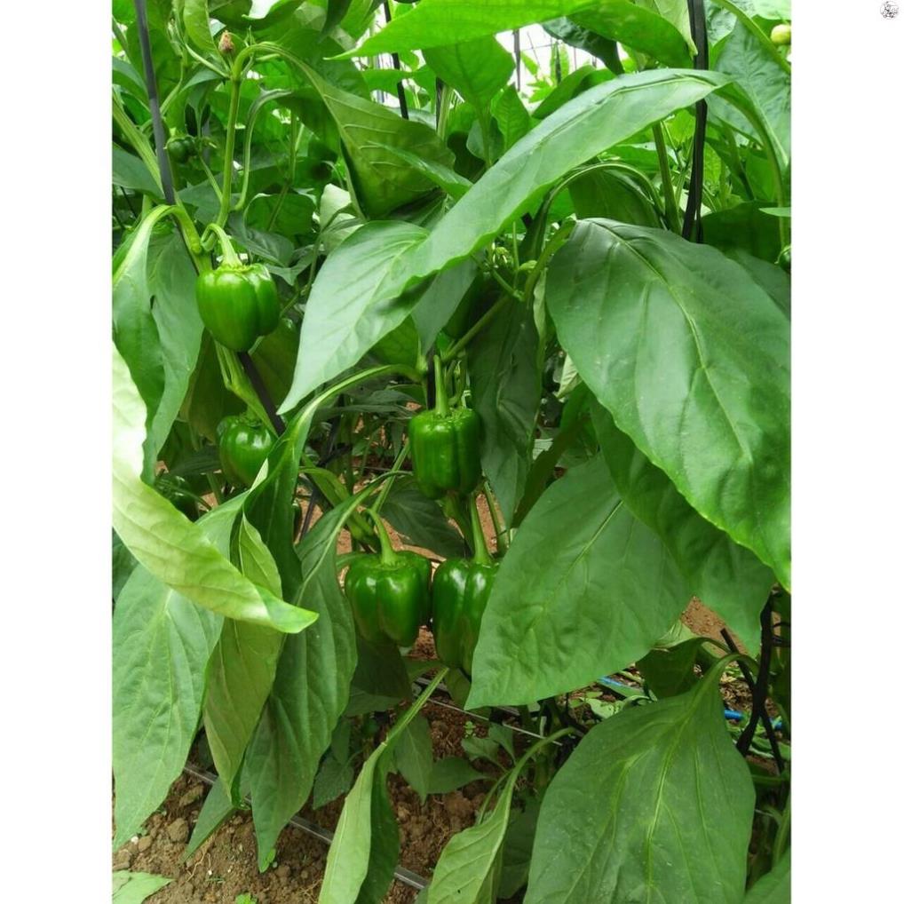 HẠT ỚT NGỌT F1 - GÓI 10 HẠT