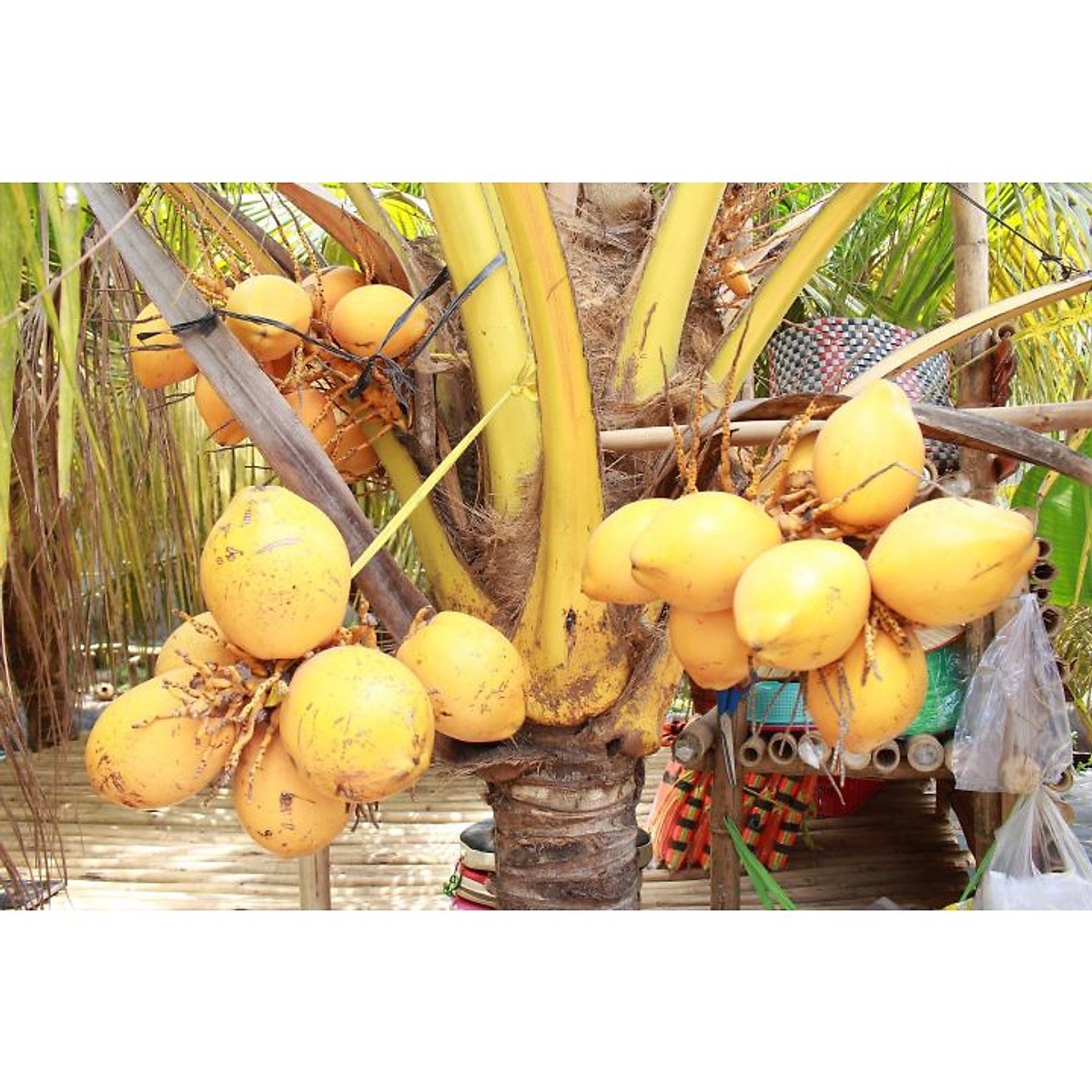 Cây giống Dừa Vàng Tam Quang