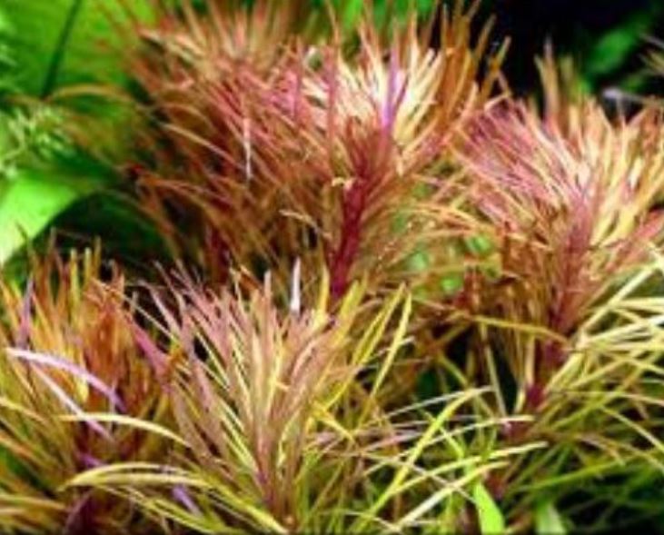 Cây Bách Diệp Thảo Cây thủy sinh lá nước dễ trồng