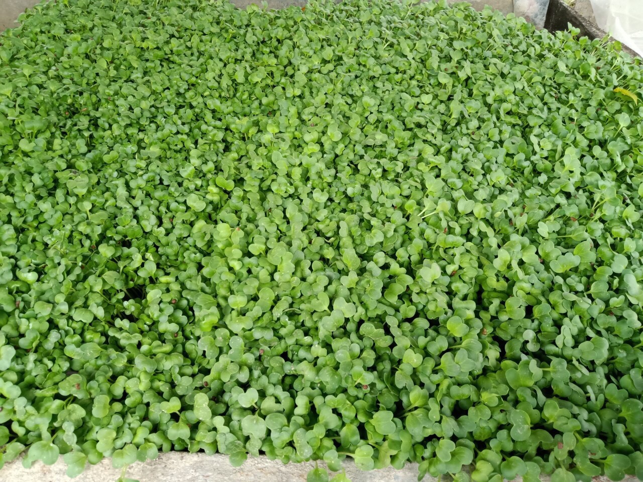 Hạt Giống Mầm Củ Cải Trắng - Gói 20gr