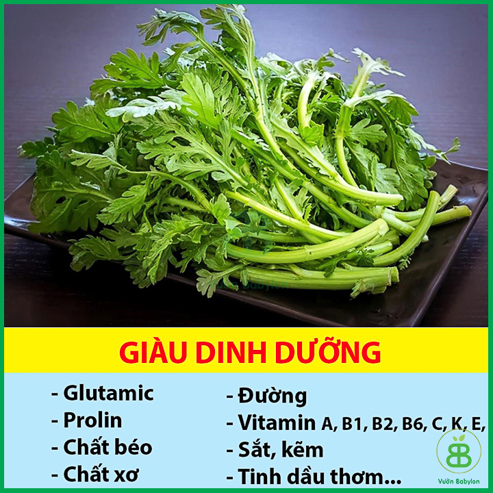20Gr Hạt Giống Rau Tần Ô Độ Đồng Đều Cao
