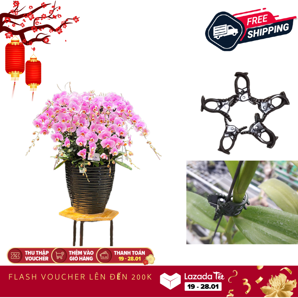 (Hỗ trợ vc) 100 KẸP LAN NÂU DÙNG CHO LAN VÀ CÂY CẢNH