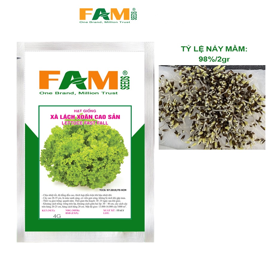 Gói 4gr Hạt Giống Xà Lách Xoăn Xanh Cao Sản FAM SEEDS - Nhập khẩu Italy, Nảy mầm tốt, Thích nghi nhanh, Mau lớn, Kháng bệnh tốt, Cây xòe rộng Năng suất cao,