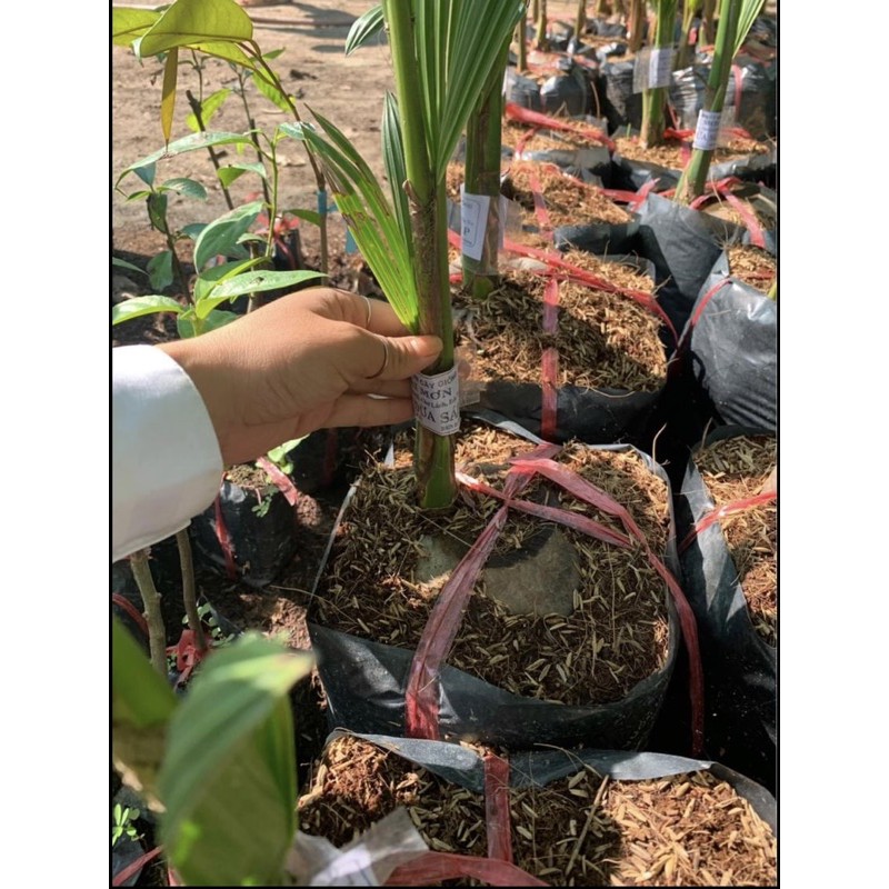 cây dừa sáp