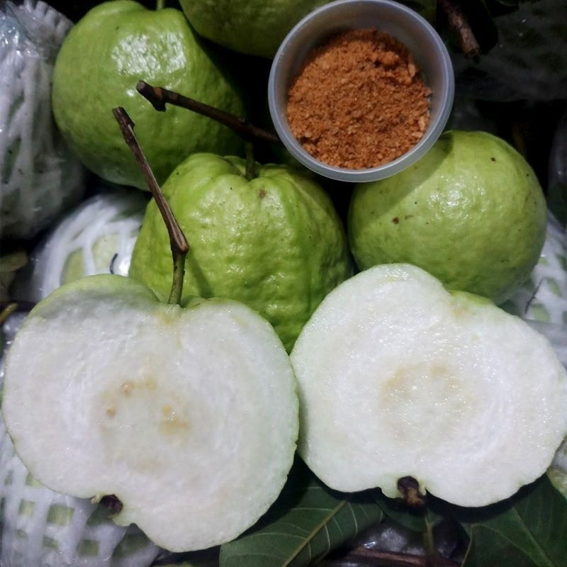 Cây Giống Ổi Lùn nữ Hoàng thái lan ( có thể trồng chậu cây khỏe )