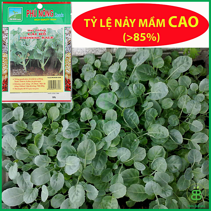 10GR Hạt Giống Cải Rổ Mập (Cải Làn) Siêu Ngọt