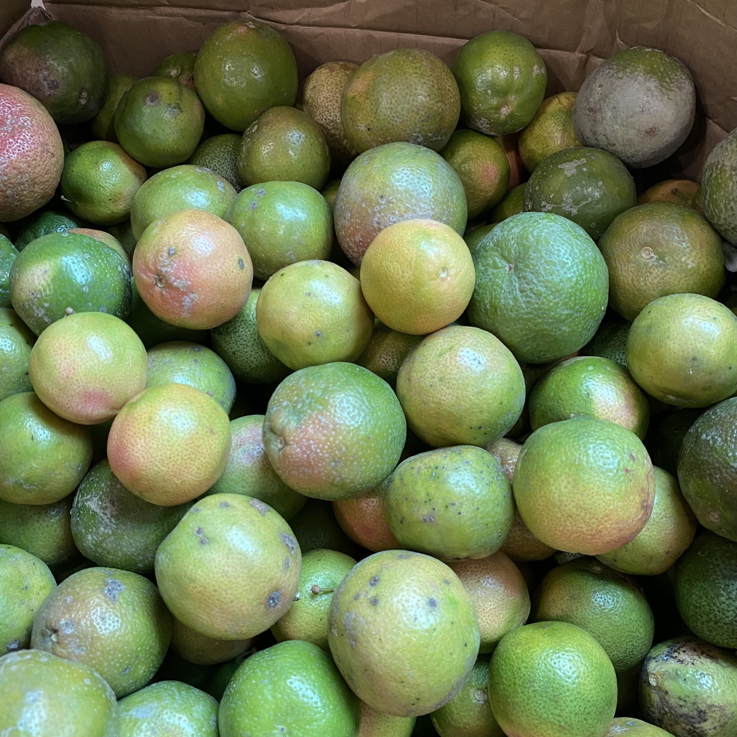 COMBO 2kg CHANH ĐÀO TƯƠI HÒA BÌNH CĂNG MỌNG