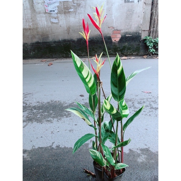 Cây chuối mỏ két lá 2 màu
