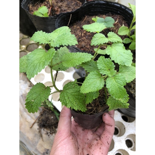 Cây Bạc Hà Sả Chanh - Lemon Balm