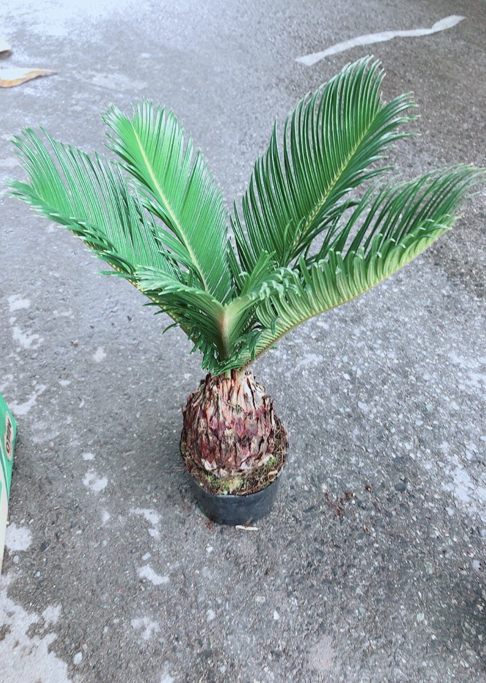 Chậu Vạn Tuế