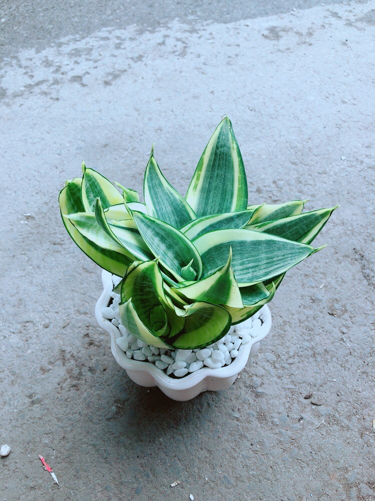 [HCM]Chậu Lưỡi Hổ Thái Vàng