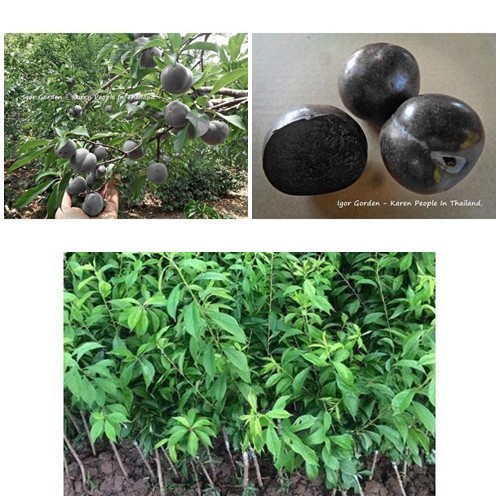 Cây giống mận đen thái lan , cây cực đẹp, cam kết chất lượng