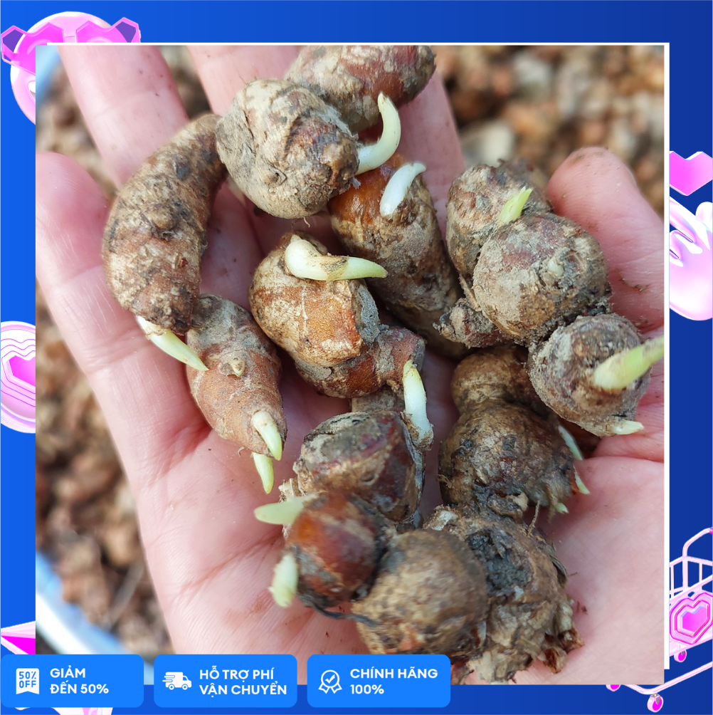 Củ xá kén/xá kiếng/địa liền nhỏ 500g làm giống