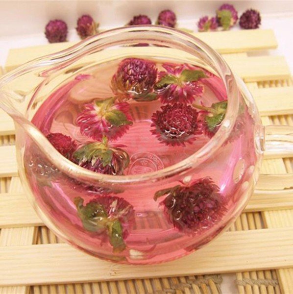 HẠT GIỐNG HOA CÚC BÁCH NHẬT TÍM