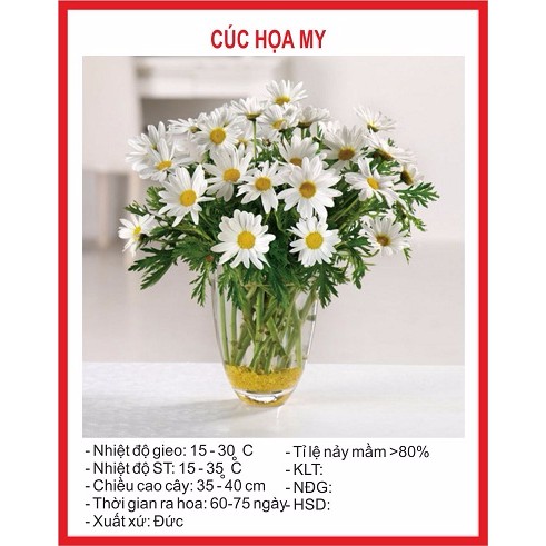 MJ237 Hạt giống Hoa Cúc Họa My - 50 Hạt