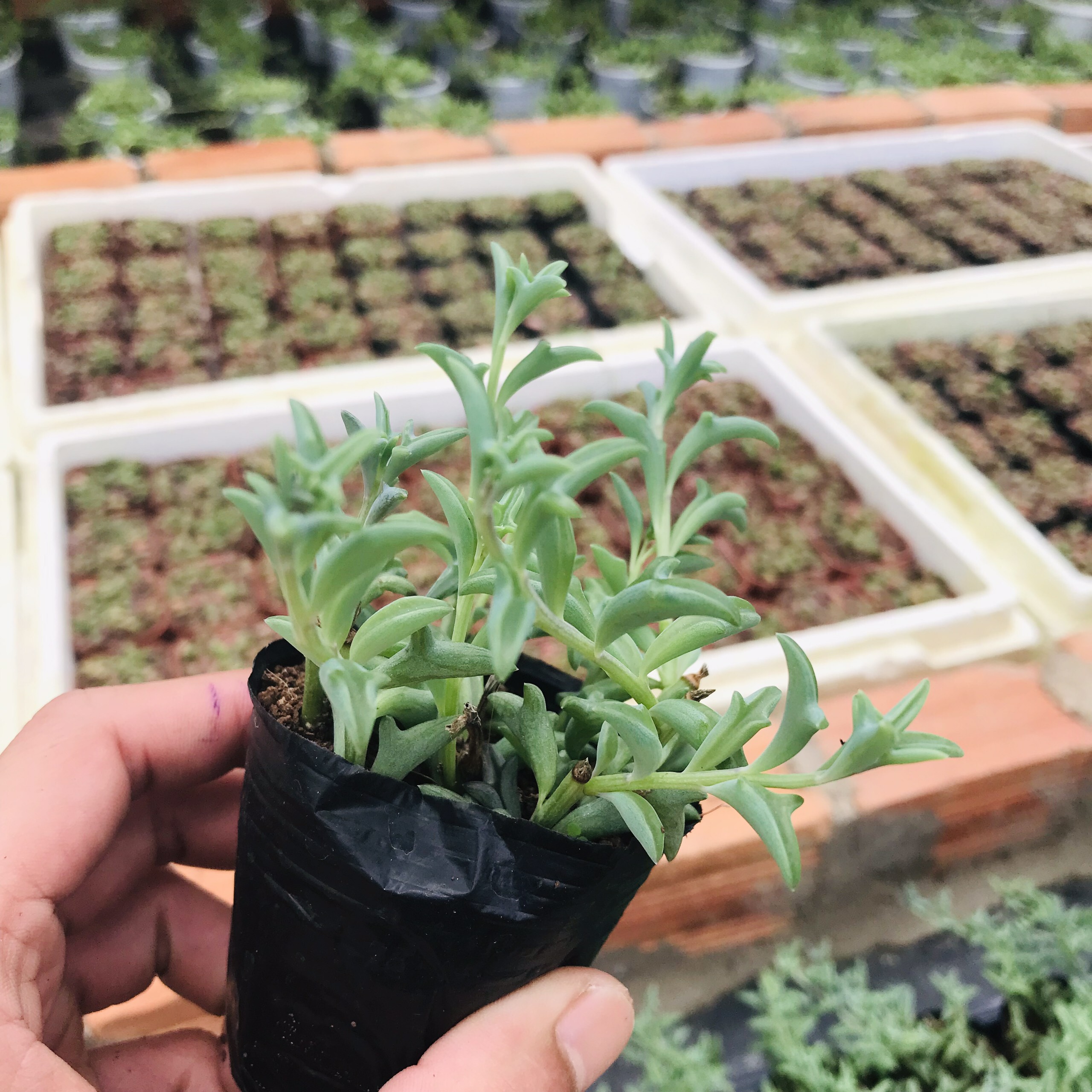 SEN ĐÁ CÁ HEO SIZE BÉ KHOẺ ĐẸP LỖI 1 ĐỔI 1